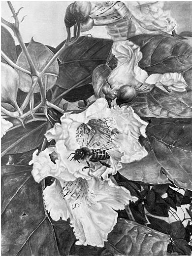 Visiting Catalpa - Amber Andersen, $750