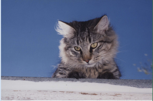 He Loved Me - Joi Bachiochi, 1995, 11.25x9.25, $125