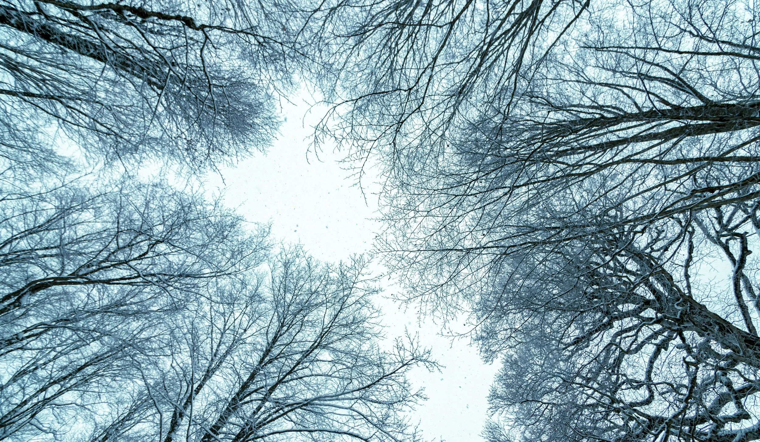 Winter Weather Prep: Resources for the Taylors Community