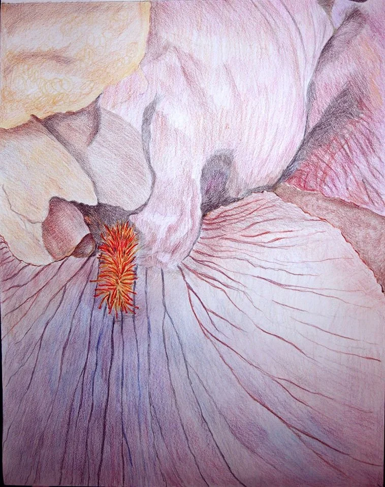colored pencil macro of iris