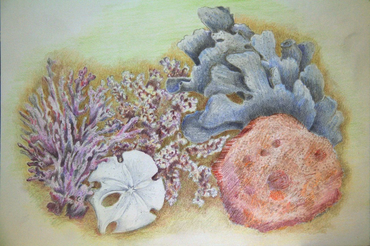 colored pencil coral still life