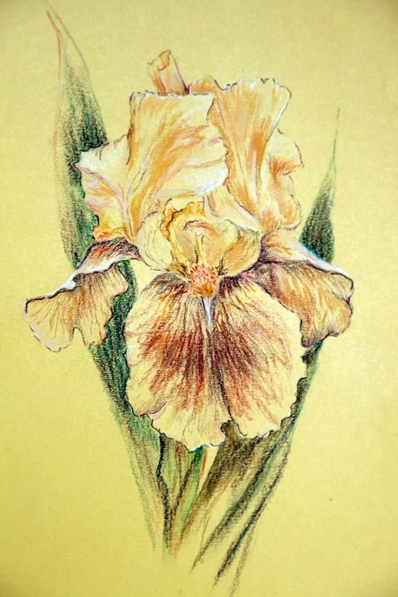 colored pencil yellow iris on yellow paper