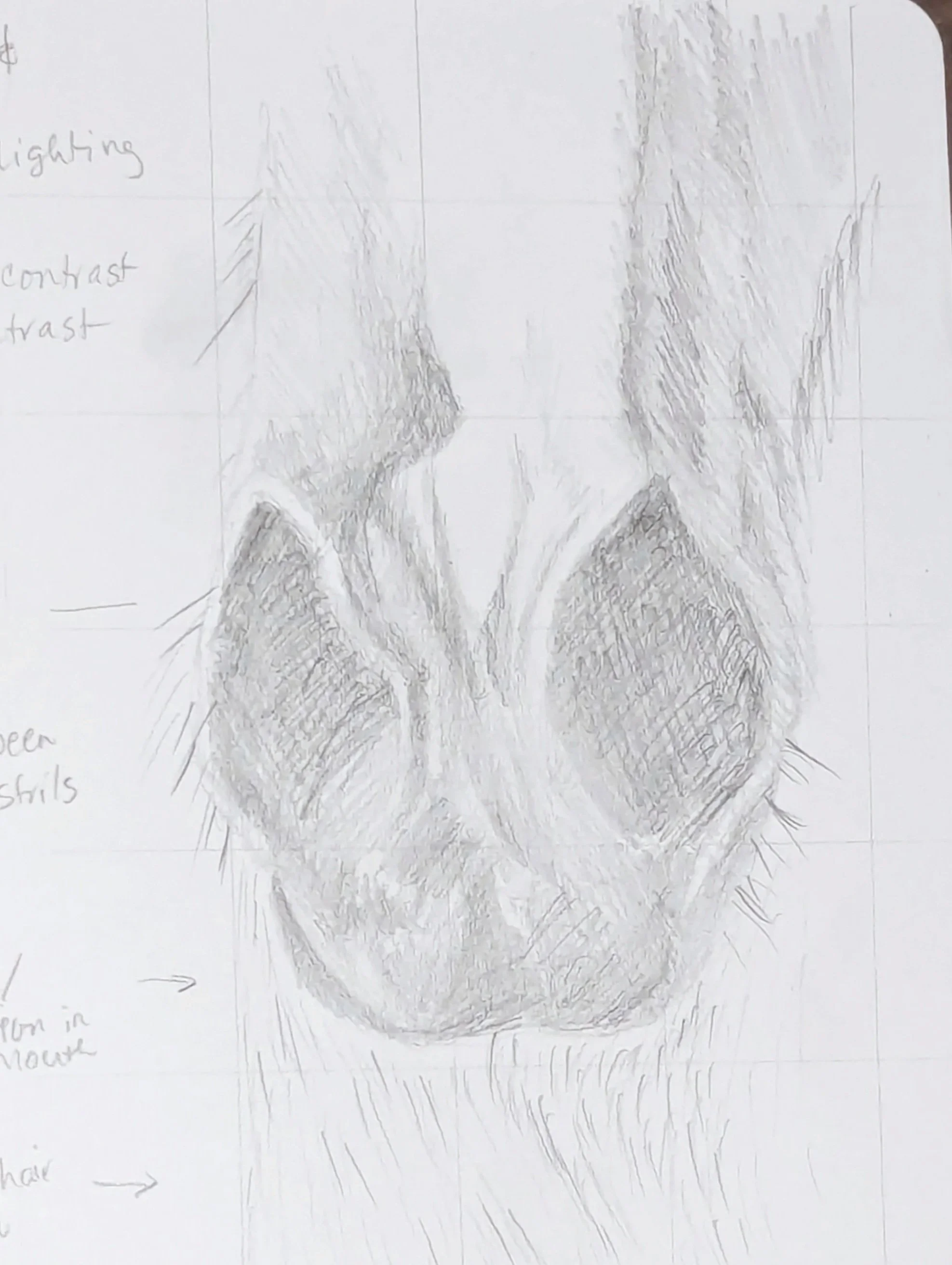 Original graphite horse muzzle sketch for Shadow and Silver by Moore Art by Lucy