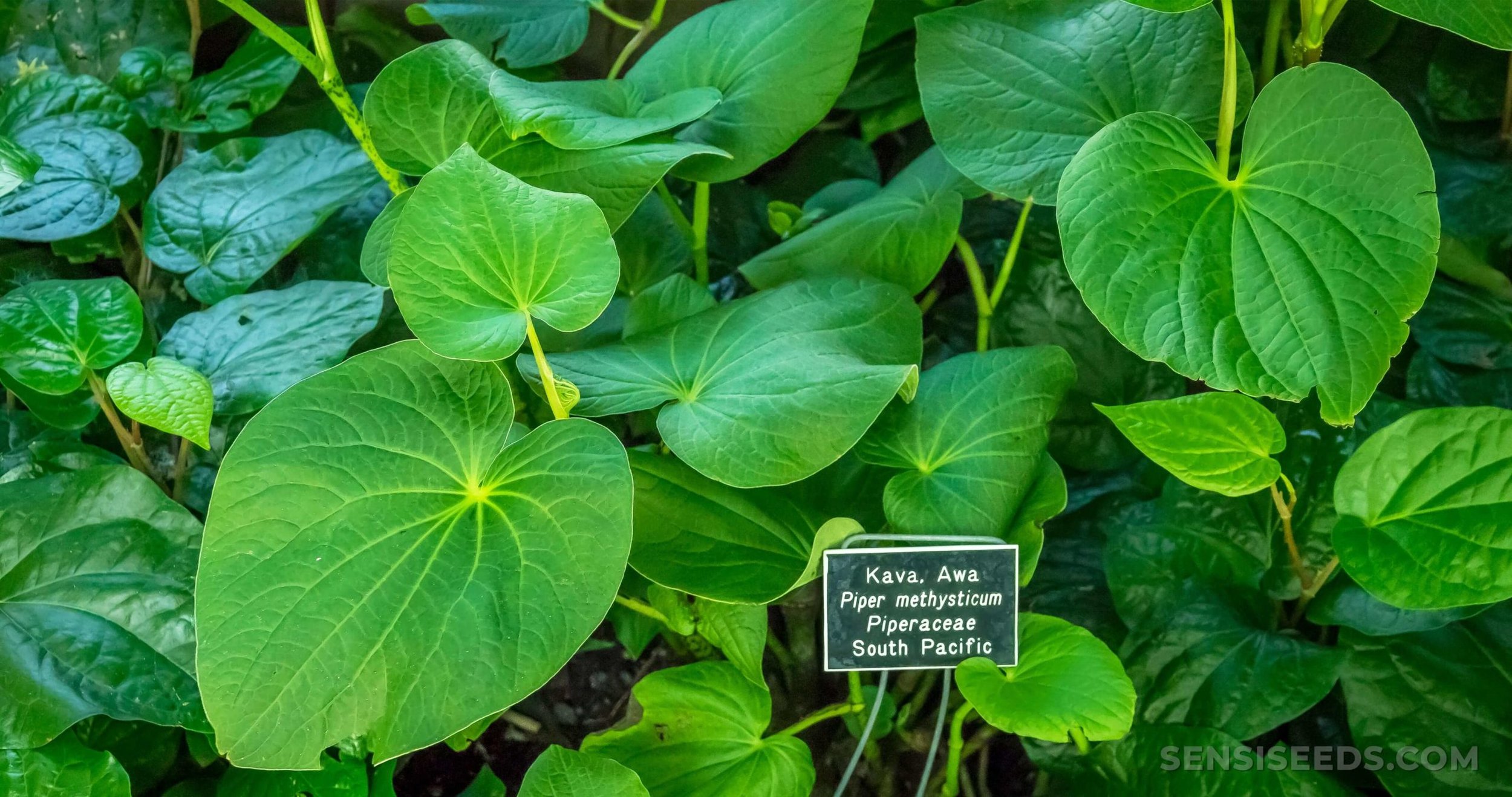 Medicinal-Plants-Kava-scaled.jpg
