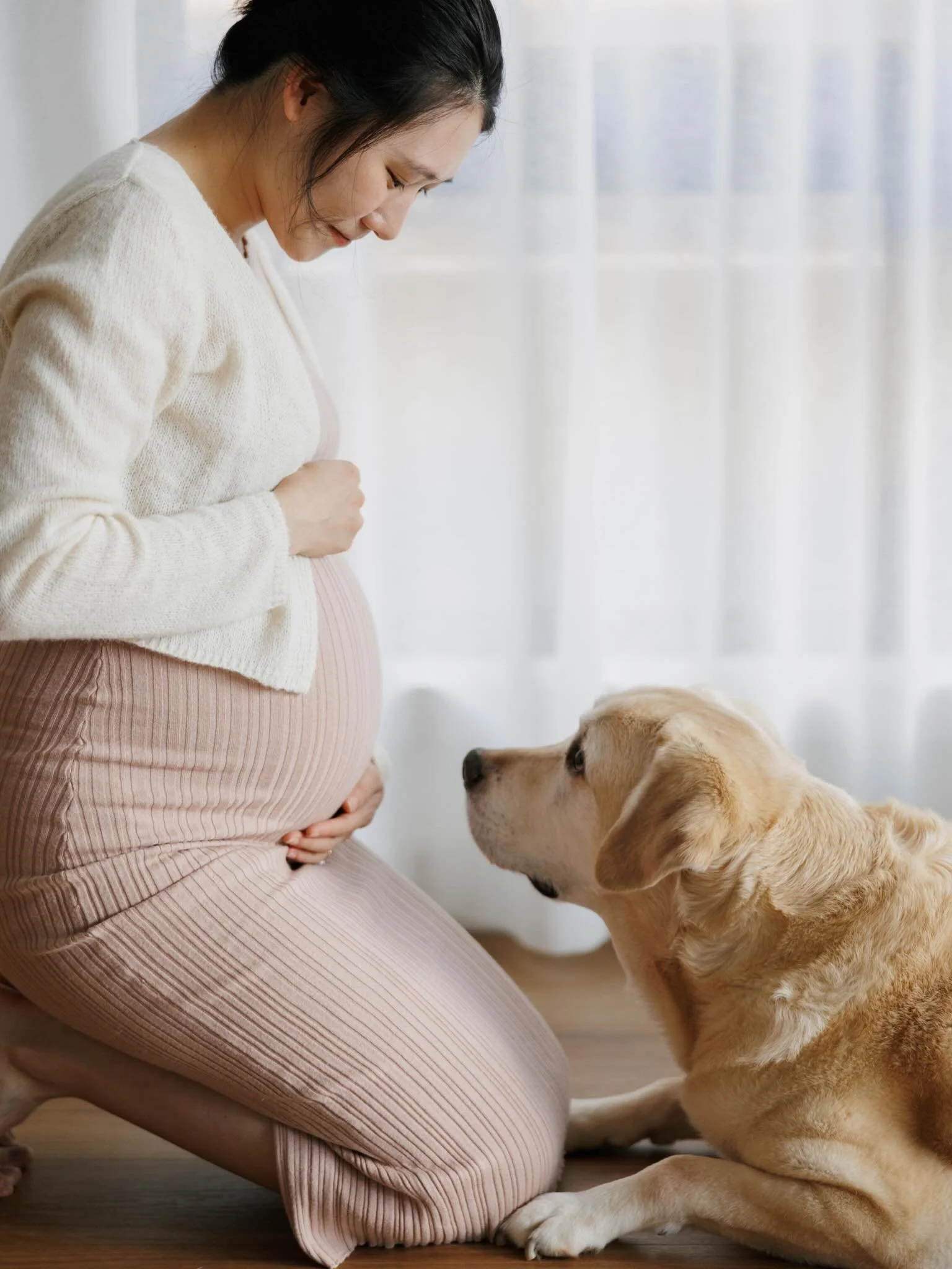 Waiting for their baby, at home with their best friend❤️. A quiet little maternity session at home. #canberra #canberraphotogroaher #athomematernity