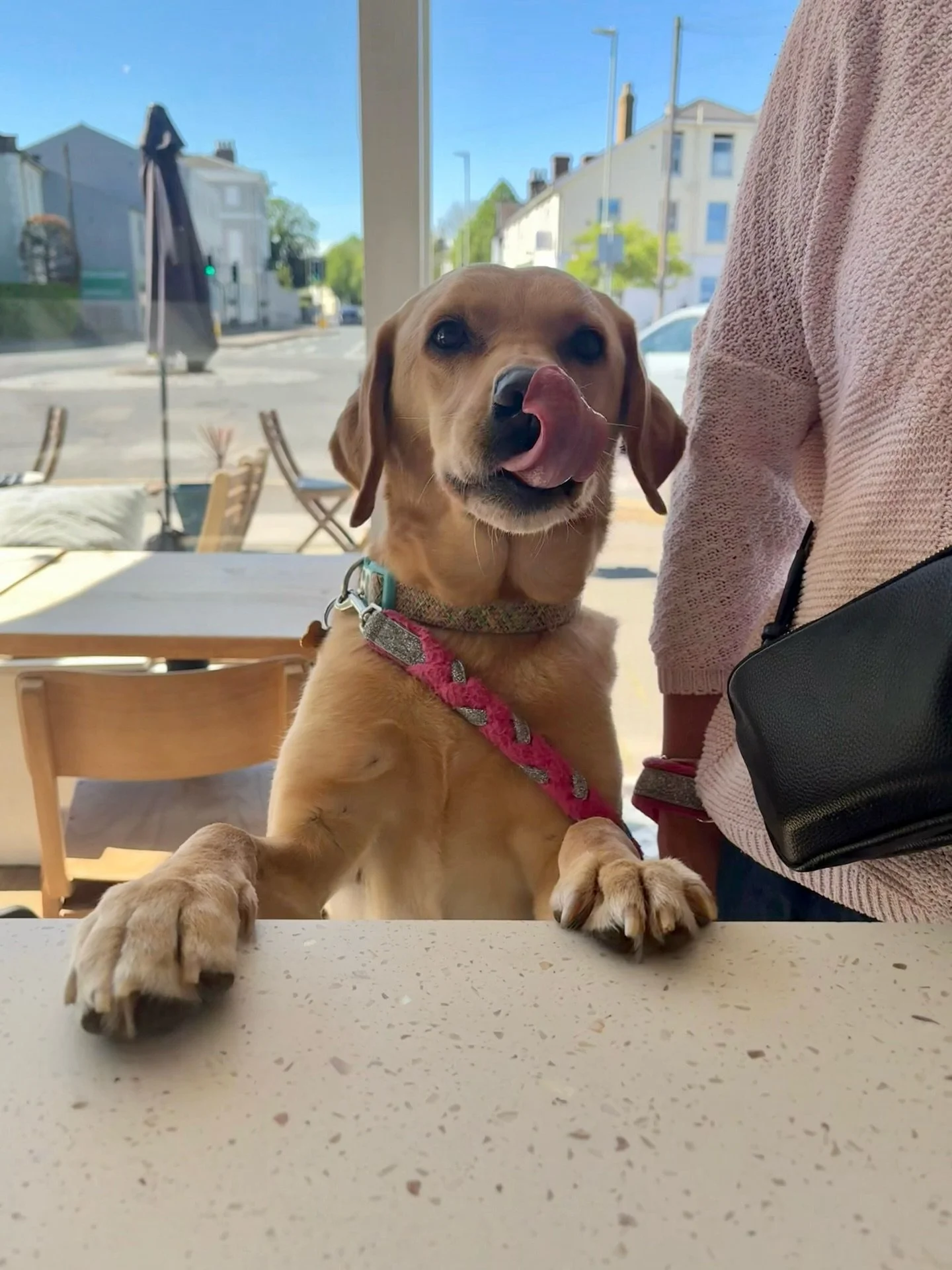 🐾 We absolutely LOVE seeing your furry friends in our cafes, they genuinely make our day BUT&hellip;.

With the sunshine here though, today we saw quite a few dogs out and about in the heat and just wanted to share a little reminder. Around 23&deg;C
