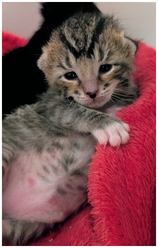 oscarmeowlarenta2026_06.jpg