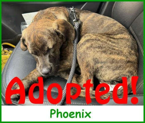 refphoenix2025_name_adopted.jpg