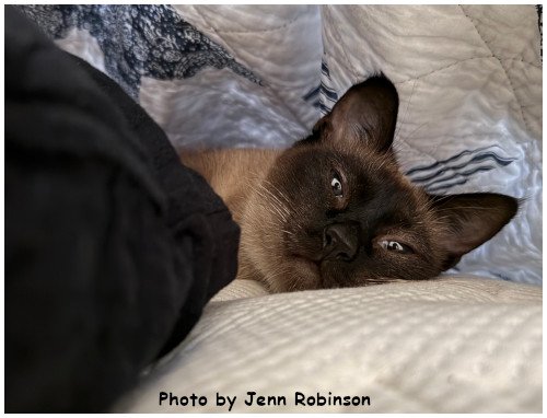 sweetpea2026_01.jpg