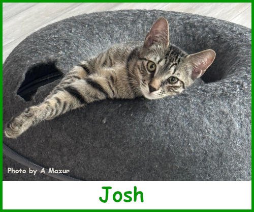 sargjosh2026_name.jpg