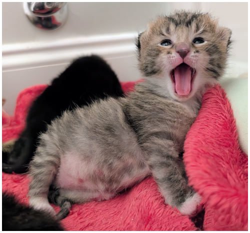 oscarmeowlarenta2026_05.jpg
