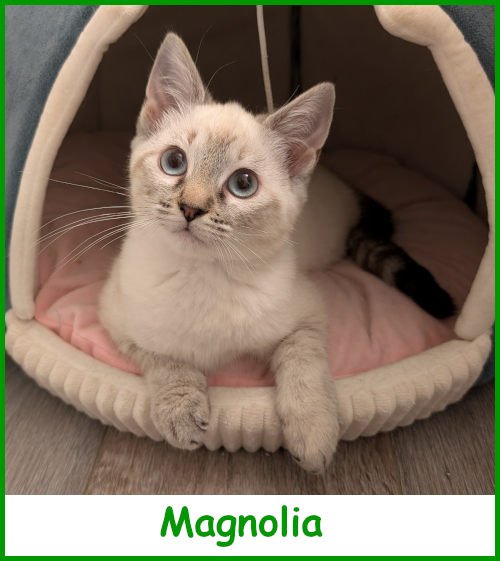 sargmagnolia2026_name.jpg