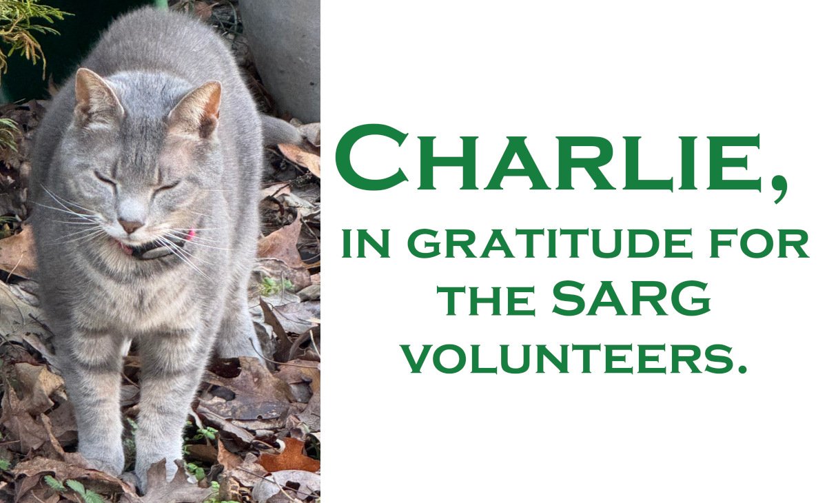 Sarg Charlie complete aka jennifer davis.jpeg