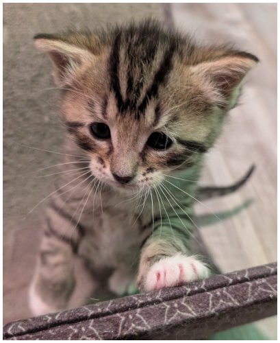 oscarmeowlarenta2026_03.jpg