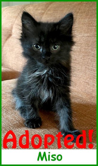 refmiso2026_name_adopted.jpg