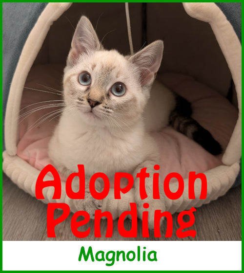 sargmagnolia2026_name_pending.jpg