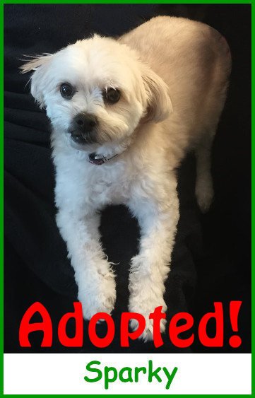 refsparky2025_name_adopted.jpg