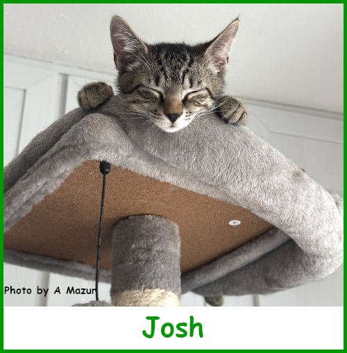 sargjosh2026_name.jpg
