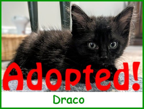 sargdraco2025_name_adopted.jpg