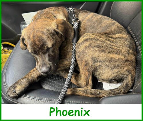 refphoenix2025_name.jpg