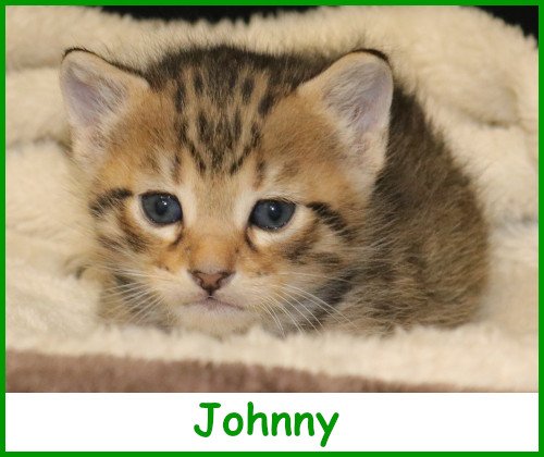 sargjohnny2026_name.jpg