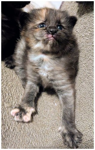 katespayed2026_02.jpg