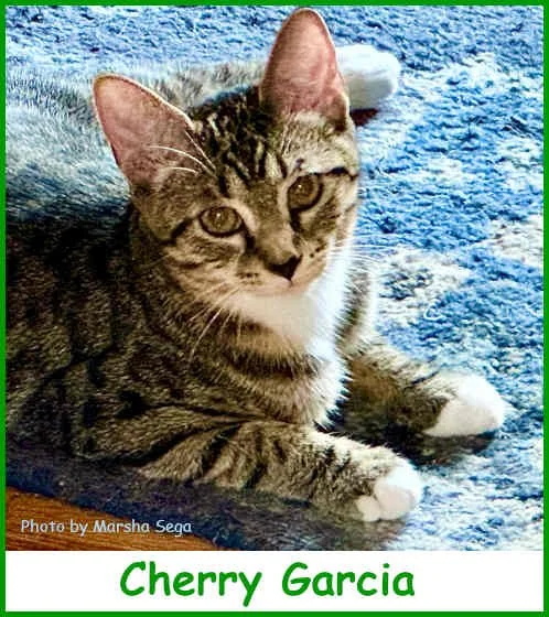 sargcherrygarcia2025_name.jpg