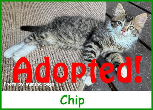 sargchip2025_name_adopted.jpg