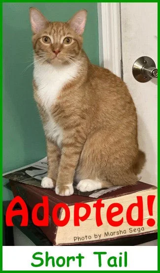 sargshorttail2021_name_adopted.jpg