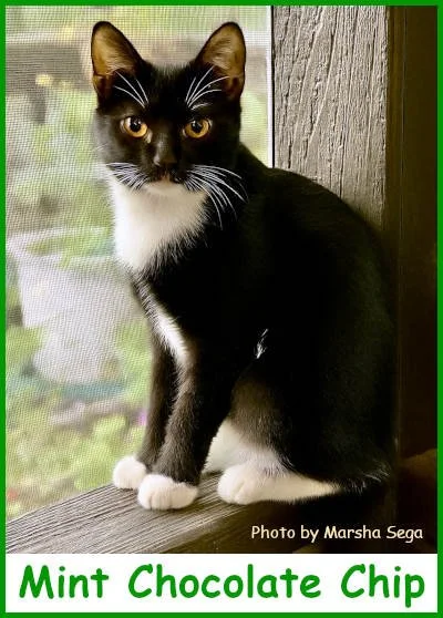 sargmintchocchip2025_name.jpg