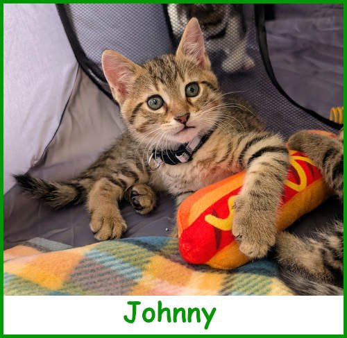 sargjohnny2026_name.jpg