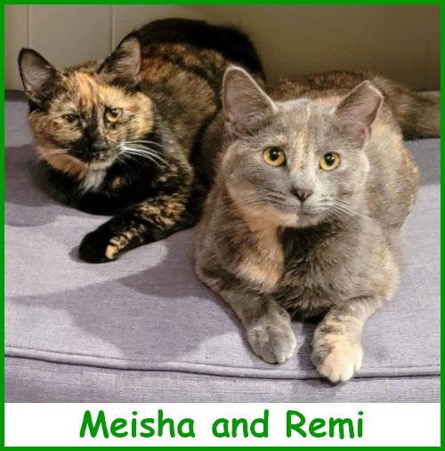 refmeisha&remi2026_name.jpg