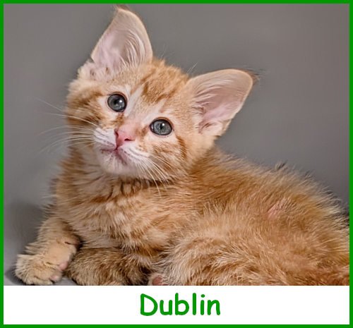 sargdublin2026_name.jpg
