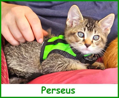 sargperseus2025_name.jpg