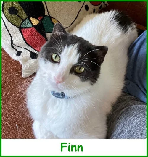 reffinn2025_name.jpg