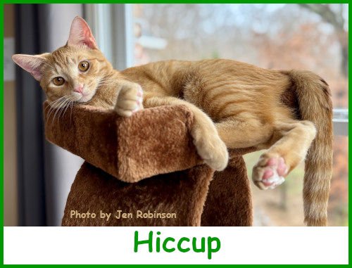 sarghiccup2024_name.jpg