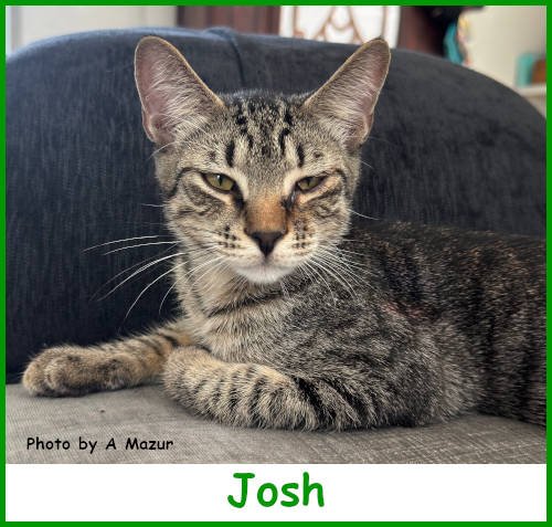 sargjosh2026_name.jpg