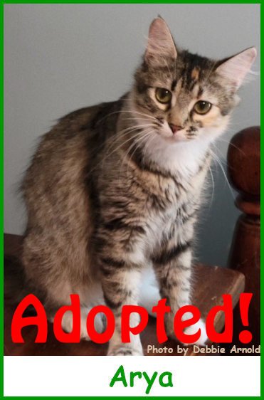 sargarya2024_name_adopted.jpg