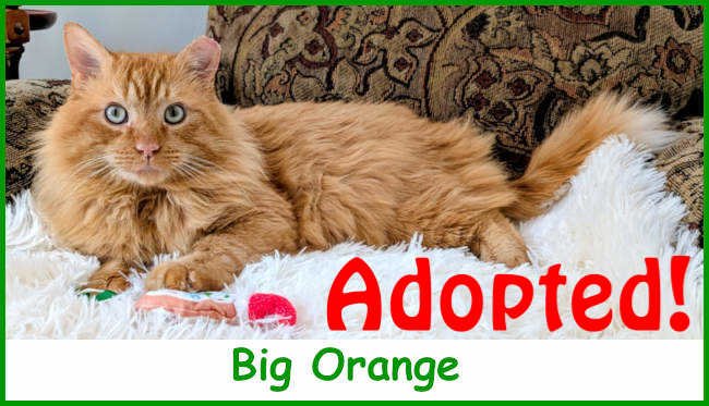 sargbigorange2026_name_adopted.jpg