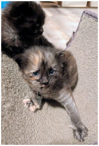 katespayed2026_03.jpg