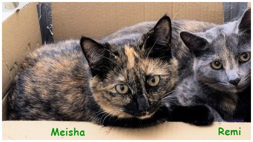 meisha&remi2026_03.jpg