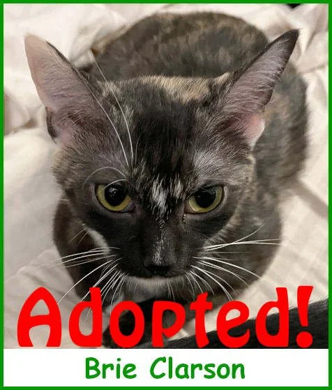 sargbrieclarson2024_name_adopted.jpg