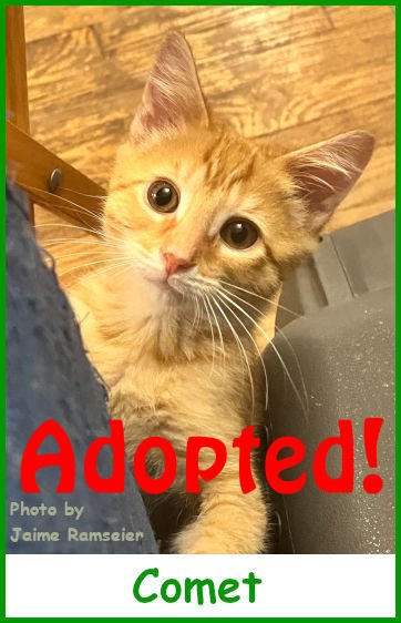 sargcomet2025_name_adopted.jpg