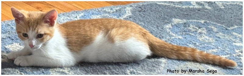 creamsicle2025_04.jpg