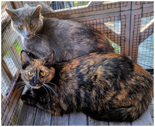 meisha&remi2026_02.jpg