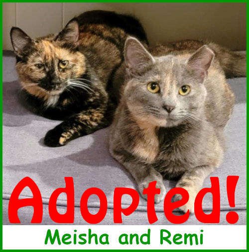 refmeisha&remi2026_name_adopted.jpg