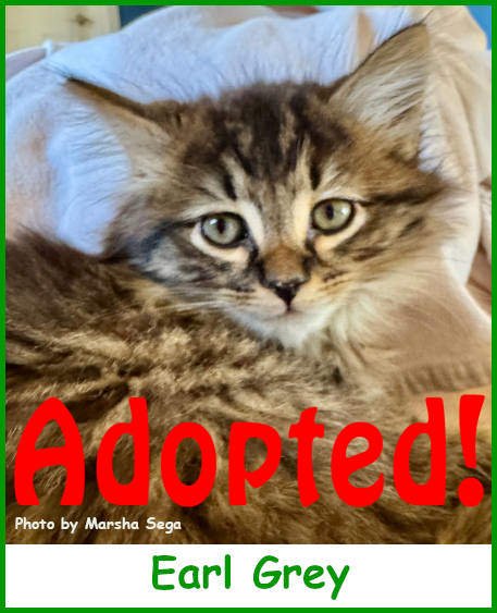 sargearlgrey2025_name_adopted.jpg
