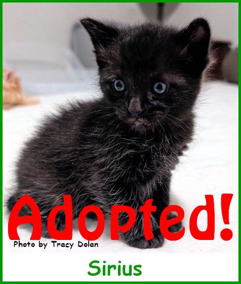 sargsirius2025_name_adopted.jpg