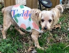 teddy2026_06.jpg