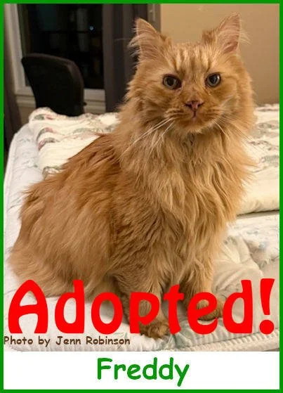 sargfreddy2025_name_adopted.jpg
